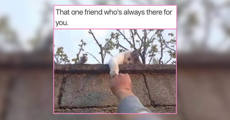 28 Meowgical Little Meowers Bringing All Kinds of Whimsy