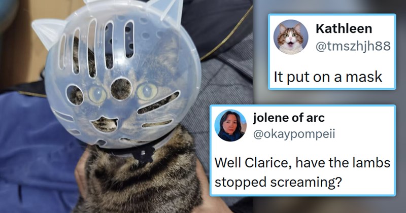 funniest cat tweets of the week | thumbnail includes one picture of a cat wearing a helmet a the vet's and two tweets 'jolene of arc @okaypompeii Well Clarice, have the lambs stopped screaming? Kathleen @tmszhjh88 - Mar 26 It put on a mask 4:24 PM - Mar 27, 2026 - 2M Views 113 16K 111K ☐ 4.3K' 