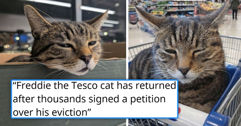 story about a store cat getting evicted and then allowed back in after people protested | thumbnail includes two pictures of a cute cat 'Freddie the Tesco cat has returned after thousands signed a petition over his eviction'