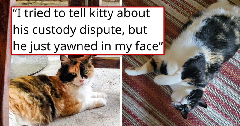 story about someone adopting a cat two years after it was lost only for the owner to find out it was a scam all along | thumbnail includes two pictures of a calico cat 'Person rescues injured 6-month-old kitten, two years later, someone claiming the cat is theirs demands it back'