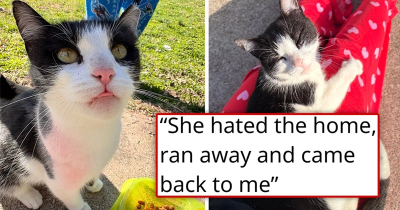 story about a person finding a feral cat a home and the cat running right back to them | thumbnail includes two pictures of a black and white cat 'She hated the home, ran away and came back to me'