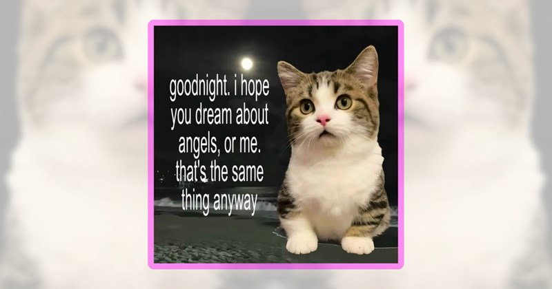 26 cat memes | thumbnail includes one meme including 'goodnight. i hope you dream about angels, or me. that's the same thing anyway'