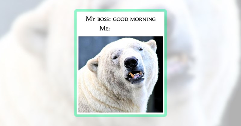 23 animal memes | thumbnail includes one meme including 'MY BOSS: GOOD MORNING ME:'