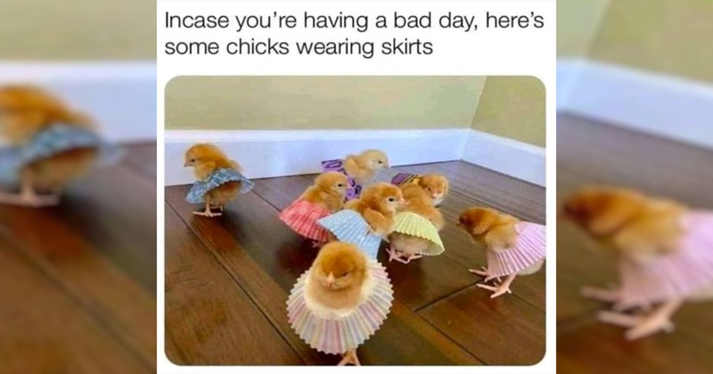 Heartwarmingly Wholesome Memes and Posts