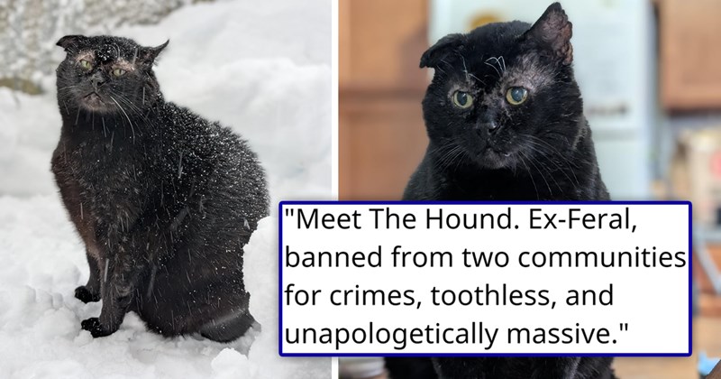 story about an aggressive feral cat getting adopted | thumbnail includes two pictures of a large scarred black cat 'Meet The Hound. Ex-Feral, banned from two communities for crimes, toothless, and unapologetically massive'