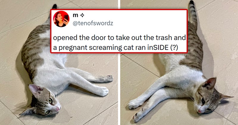 story about a pregnant cat running inside someone's house when they randomly open the door | thumbnail includes two pictures of a pregnant cat 'm @tenofswordz opened the door to take out the trash and a pregnant screaming cat ran inSIDE (?'