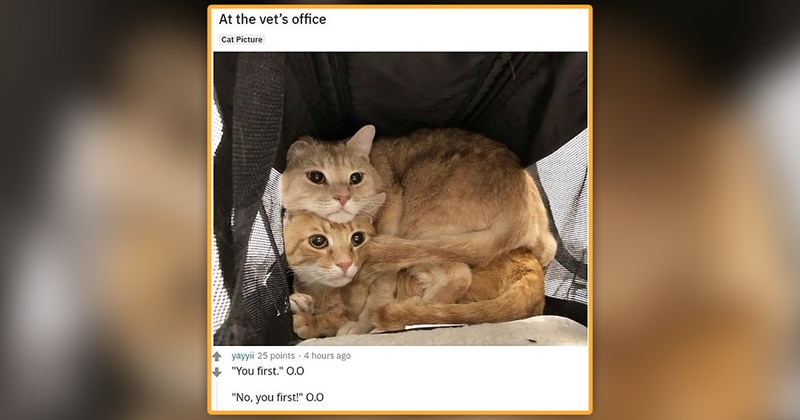 funny and cute cat memes | thumbnail includes one meme of two cats sitting on top of one another in a cat carrier 'Posted by u/Tijs221 5 hours ago At the vet's office Cat Picture yayyii 25 points - 4 hours ago "You first." O.O "No, you first!" O.O'
