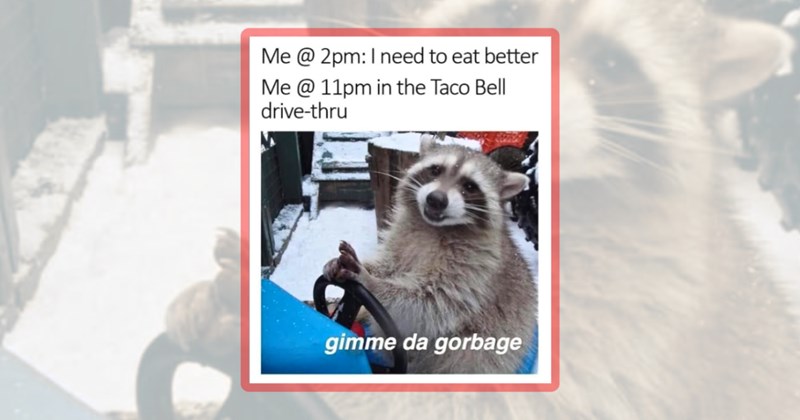 29 raccoon memes | thumbnail includes one meme including 'Me @ 2pm: I need to eat better Me @ 11pm in the Taco Bell drive-thru gimme da gorbage'