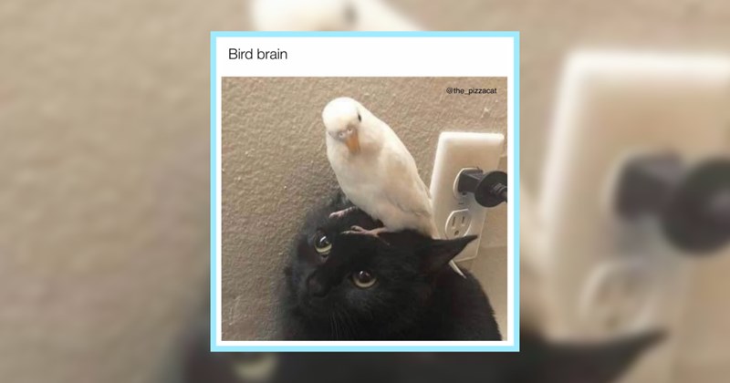 Ice Cream Cart Full 24 Cute Cat Memes Sweet Toothed Feline Fans | thumbnail includes one image which shows a black cat with a white bird sat on its head ‘Bird brain’