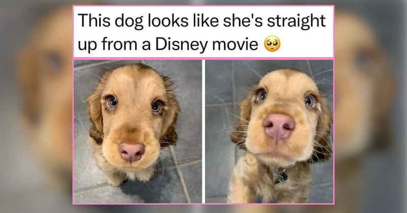 30 Dotingly Demure Doggos For Furry Friday Scrolls