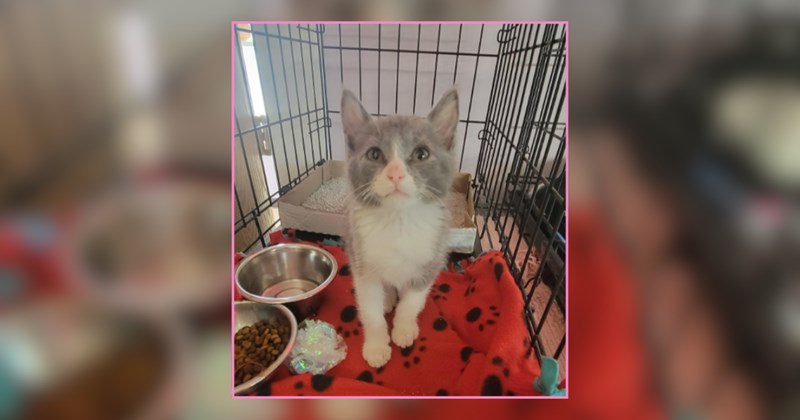 Melancholy shelter volunteer decides to make his day brighter and help one precious tiny kitten find a furrever home: '​Sometimes the best way to deal with [it] is to show up for others'