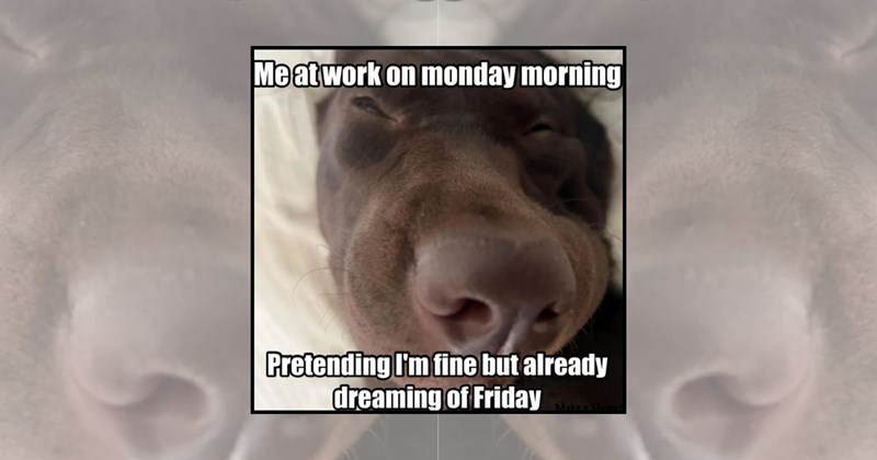 weekend memes dogs pets cute puppies funny dogs tired memes Doggos - 44865541