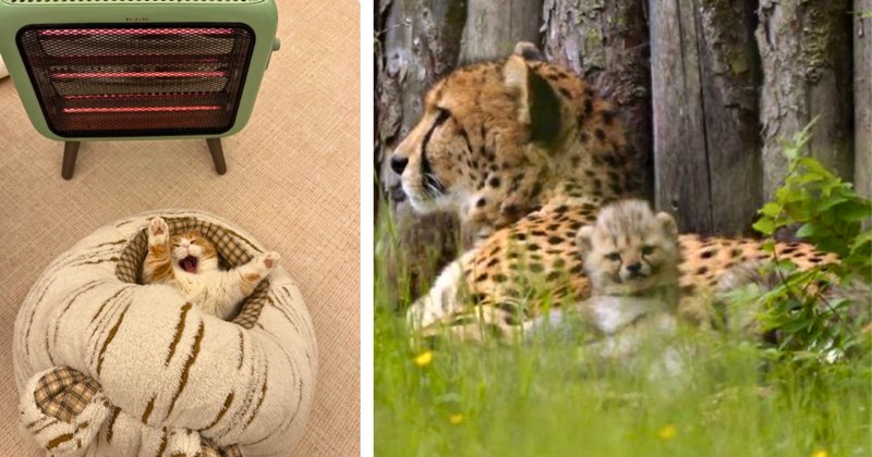 26 funny pictures of cats | Thumbnail includes one picture of a cat stretching in front of a space heater, and one picture of a cheetah and cheetah cub in the grass