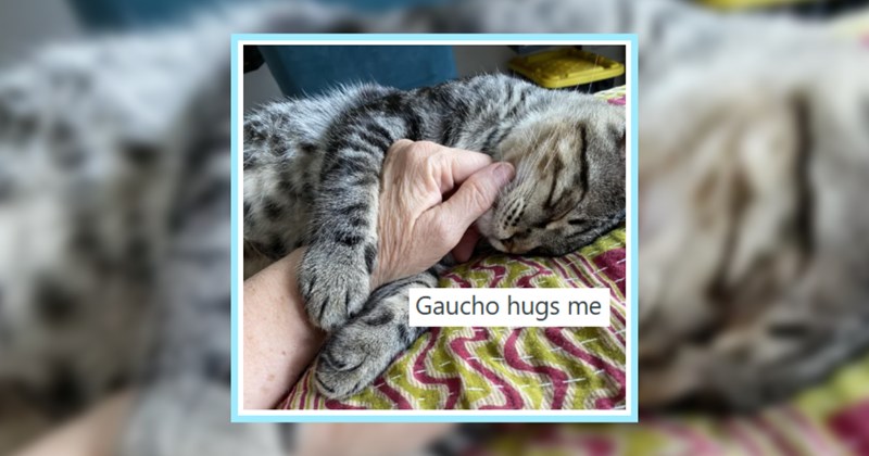 27 Cat Pawrents Share Wholesome Habits Make Them Fall in Love With Pets Every Single Day | thumbnail includes one image which shows a tabby cat lying on side hugging hand of human ‘Gaucho hugs me’