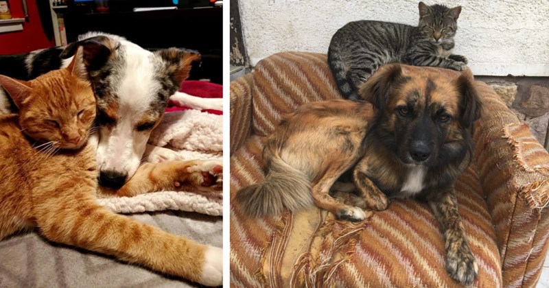 20 Cute Canines Cats Captured Cuddling  | thumbnail includes two images one image shows an orange cat and a white and brown dog cuddling side by side on floor, the other image shows a brown and black dog curled up on couch and a gray tabby cat on top of dog