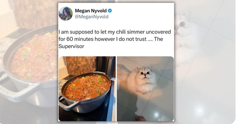 22 cat tweets | Thumbnail includes one tweet including 'Megan Nyvold ❤ @MeganNyvold I am supposed to let my chili simmer uncovered for 60 minutes however I do not trust.... The Supervisor 7715'