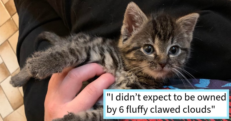 Screaming skinny kitten stuck in bush saved and adopted by cat lover into her 5 cat family, cat mom says: ‘I’m so happy I took her home, I didn’t know if she would survive the first night’ | thumbnail includes one image which shows a gray tabby kitten being petted on belly ‘“I didn’t expect to be owned by 6 fluffy clawed clouds”’