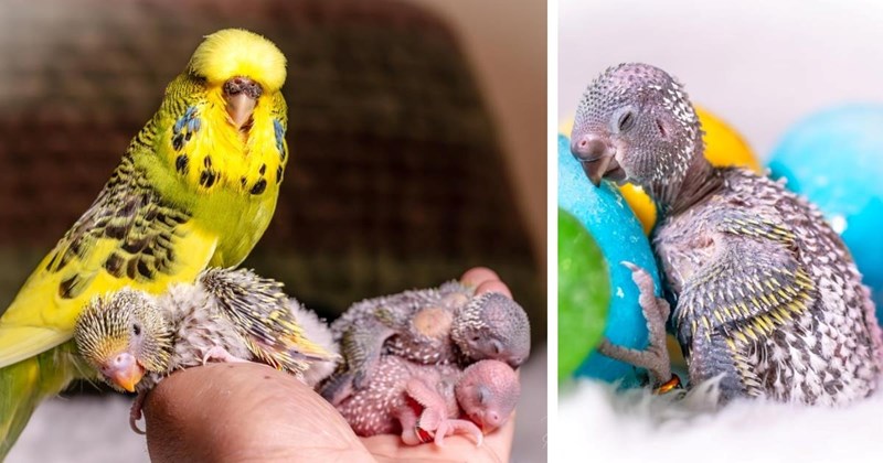 Sweet Parakeet Becomes Mother to Three Beautiful Baby Birds, Devoted Dad Shares Her Maternity Photoshoot Online