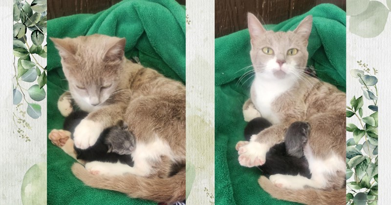 'Thank you for giving her a safe space to have her kittens': Selfless young niece sees cat in distress without knowing she's pregnant, she takes her in despite having 6 cats already