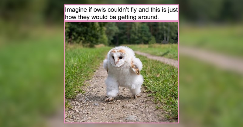 28 Easter Pet Memes of Springtime Animals to Embrace Childhood Nostalgia 