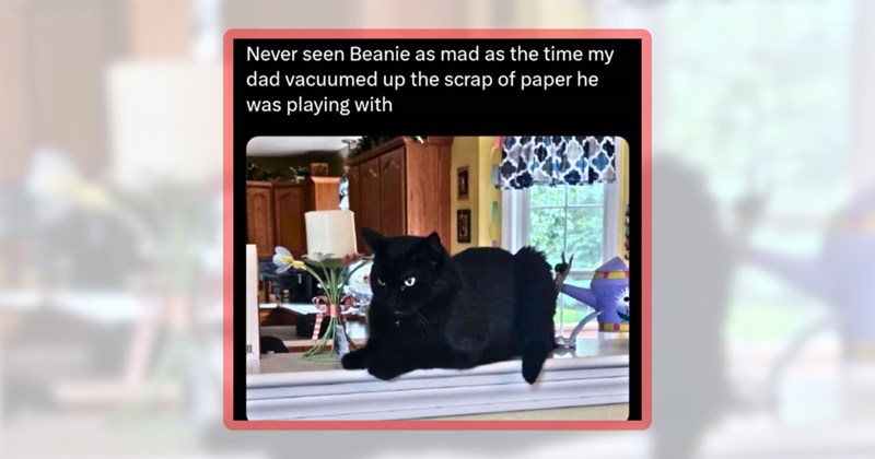 25 cat memes | thumbnail includes one meme including 'Never seen Beanie as mad as the time my dad vacuumed up the scrap of paper he was playing with'