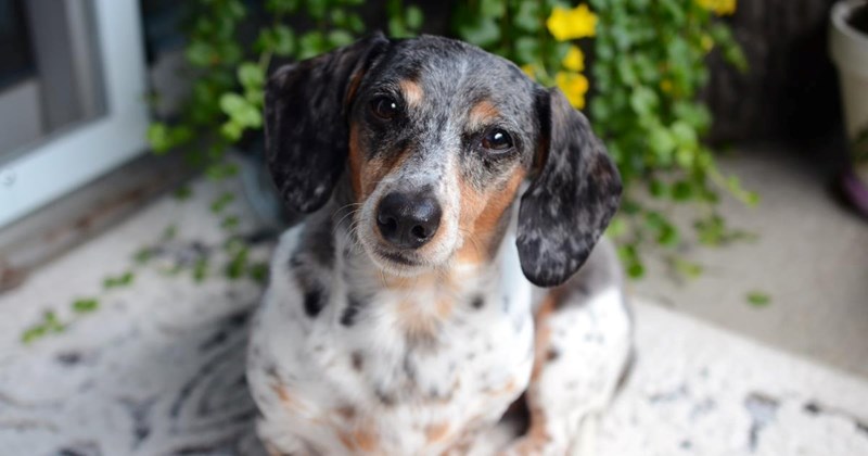 dogs dachshund dog story rescue Doggos - 44874501