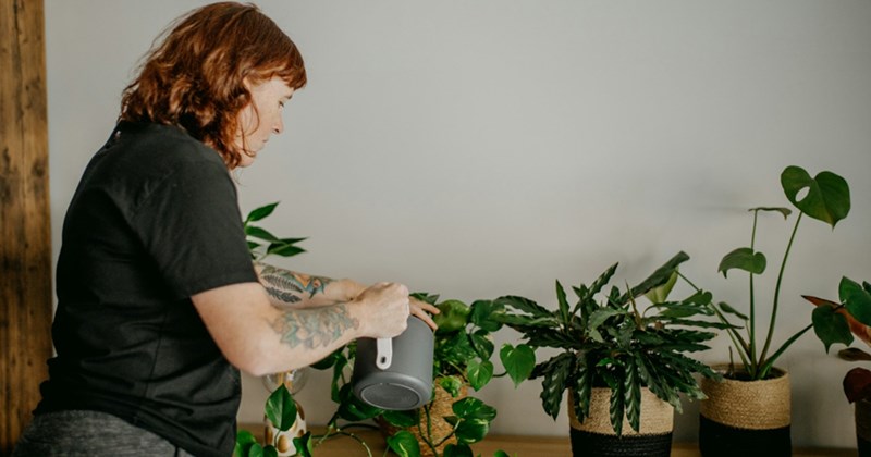 A woman waters a collection of houseplants on a table