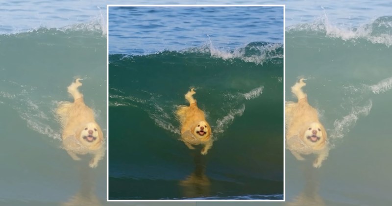 humor wholesome hilarious dogs wholesome cats adorable cats beach Memes funny dogs funny cats funny Animals - 44875781