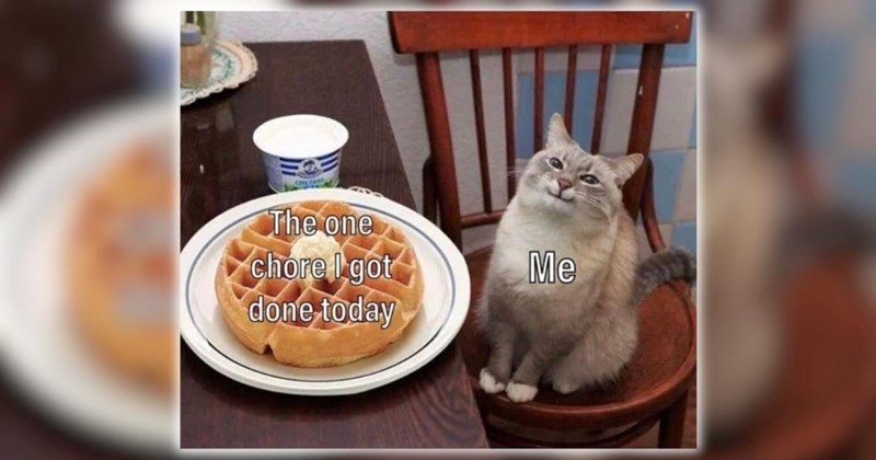 A Ray of Sunshine in the Form of 27 Fuzzy Feline Funnies