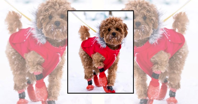 cute dogs wholesome dog dog memes adorable dogs funny dogs hilarious dogs Doggos - 44878853