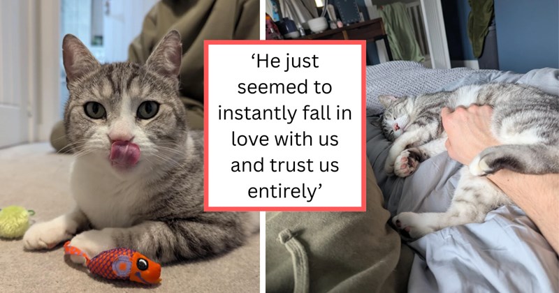 Story and pictures of dog lover adopting a silver cat that didn't fit in at home | Thumbnail includes two pictures of a silver tabby cat, and one picture of text including '‘He just seemed to instantly fall in love with us and trust us entirely’'