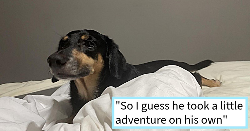 Senior soul dog who ran away after front door was left open found waiting patiently door for pawrent return from frantic search rescue mission, dog dad says: ‘I’m just very proud him for being able come back home.’ | thumbnail includes one image which shows a small black and cream dog lying on a bed ‘“So I guess he took a little adventure on his own”’