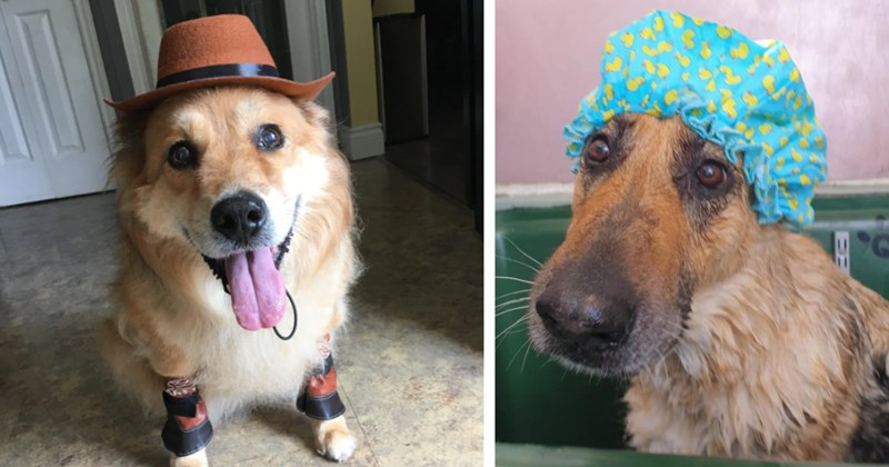 28 Hat Having Doggos Proudly Presenting Heartwarming Head Gear | thumbnail includes two images one image shows a cream colored dog with a brown cowboy hat tongue out, the other image shows a brown dog with a blue shower cap with rubber duckies printed on it
