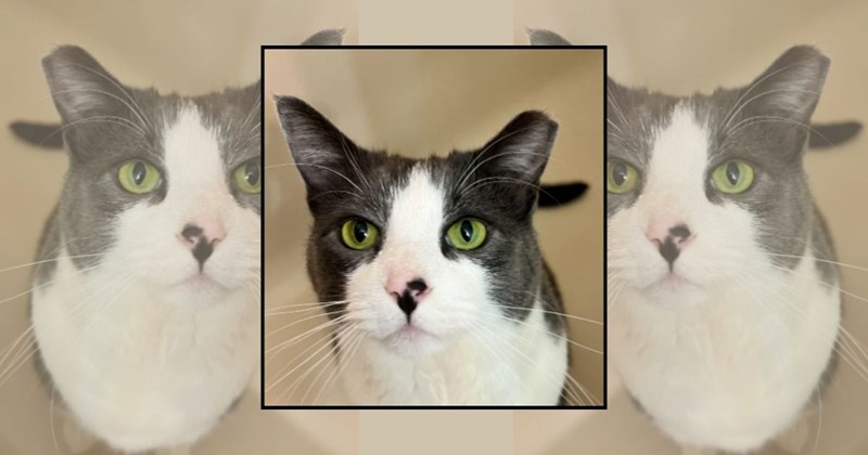 adorable cats green eyes cute cats funny cats Cats senior cats Cats - 44879877