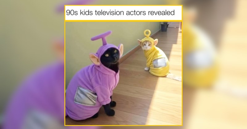 Quintessential Cat Memes For Easy Easter Energy