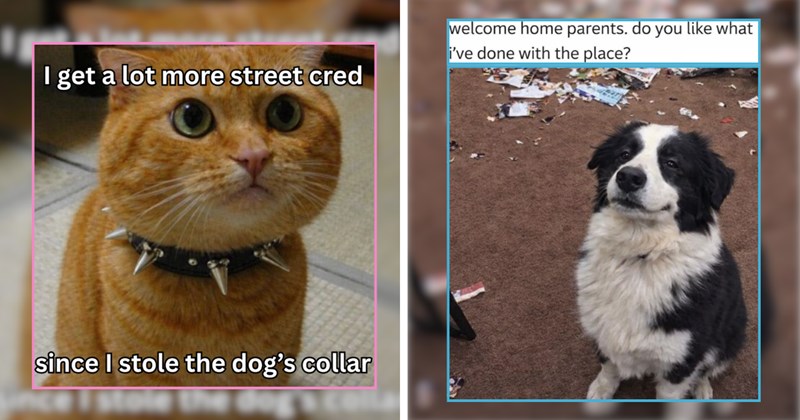 The Purrfect Combination of Cats and Dogs for Mitigating Midweek Meltdowns 