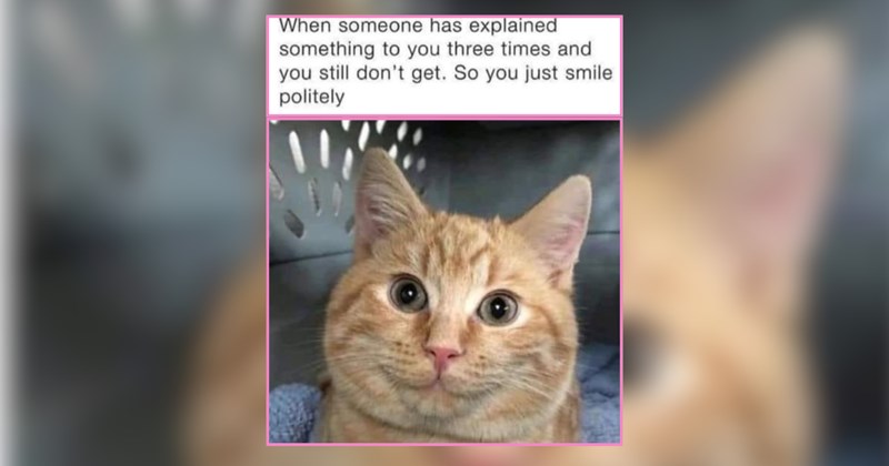 21 Meowers Who Have Absolutely No Thoughts