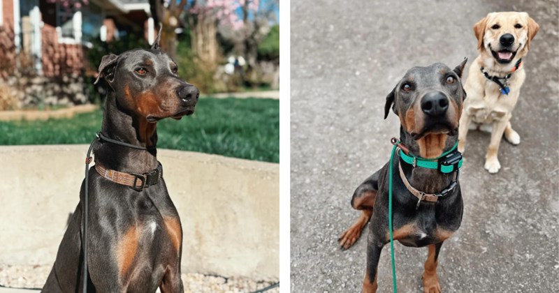 2-year-old Doberman rescued from Southern California animal shelter looking for a furrever home gets many pending inquiries after wholesome internet post hypes him up 