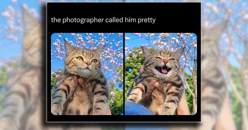 Cats humor fur family laughs feline friends cat mom cute animals cat dad happy cats Cats funny animals - 44884741