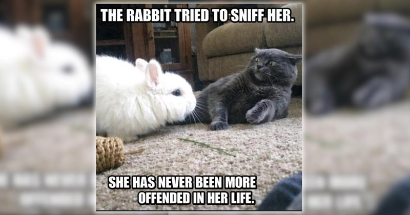 26 Wildly Wholesome Animal Memes for a Wonderfully Warm Week