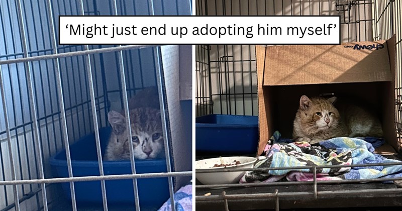 23 pictures of cats and text | thumbnail includes two pictures of cats and one picture of text including '‘Might just end up adopting him myself’' 