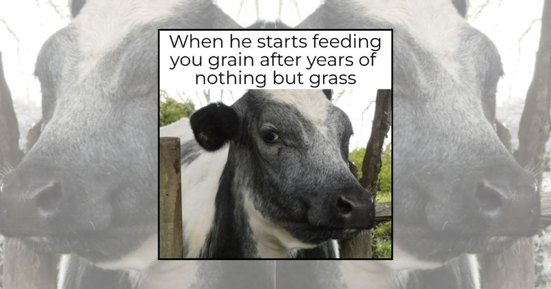 farm memes funny memes hilariuos animals acting like animals animal memes farm animals Funny Memes - 44892165