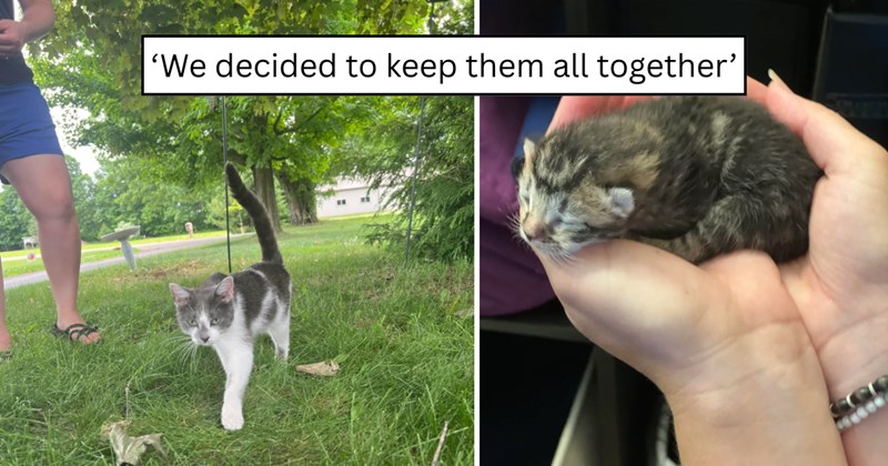 37pictures of cats and text | thumbnail includes two pictures of cats and one picture of text including '‘We decided to keep them all together’' 
