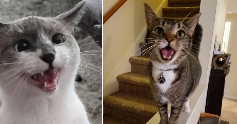 23 pictures of cats | thumbnail includes two pictures of cats 