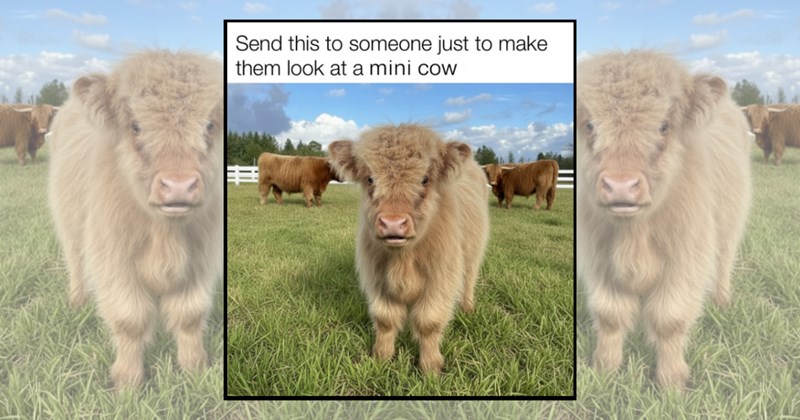 wholesome relatable memes relatable funny memes Memes mountains funny cows Animals - 44897797
