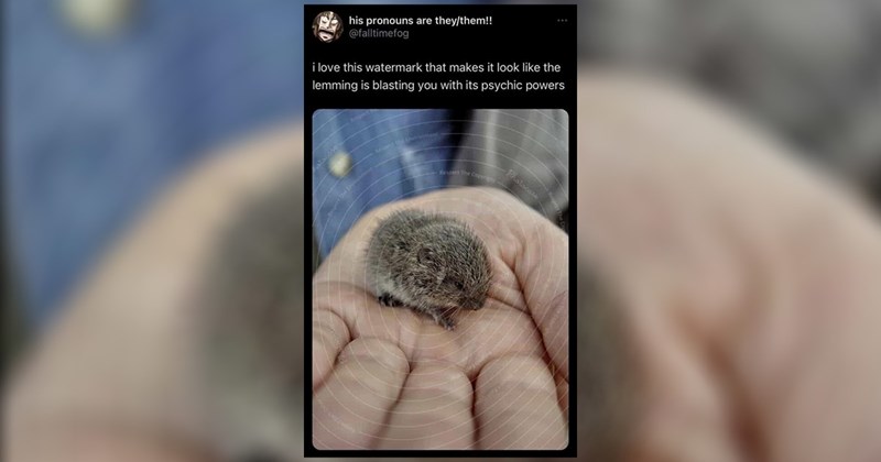 funny random memes work memes random memes silly memes funny memes Memes twitter memes meme funny tweets animal memes funny Funny Memes - 44900357