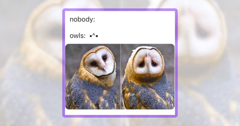 23 owl memes | thumbnail includes one meme including 'nobody: owls: •^•'