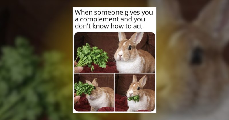 funny bunny memes rabbit lol cute adorable
