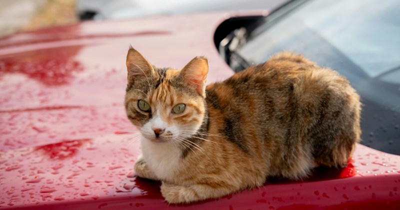 neighbors Neighbors cars Cats - 44912901