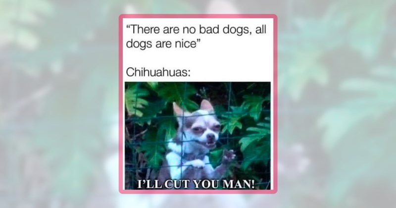 21 chihuahua memes | thumbnail includes one meme including '"There are no bad dogs, all dogs are nice" Chihuahuas: I'LL CUT YOU MAN!'